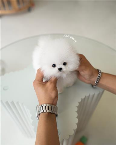 $250 : pomeranians puppy available! image 1