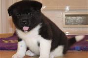 $700 : Akita puppies for adoption thumbnail