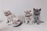 Adorable Scottish Fold Kittens en Rochester