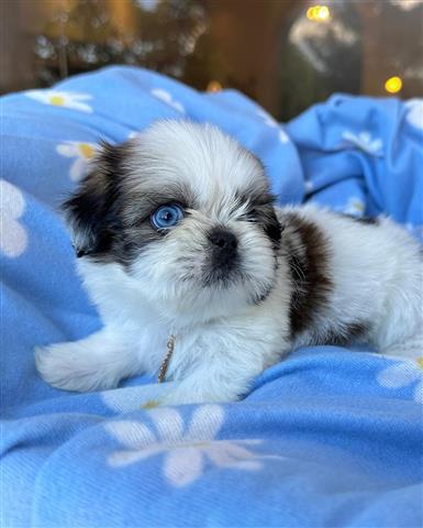 $350 : Shihtzu image 2