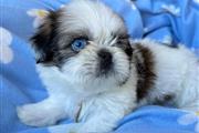 $350 : Shihtzu thumbnail