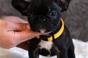 $350 : HAPPYDOG French bulldog thumbnail