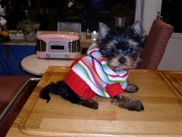 $200 : tcup yorkie pups avail image 1