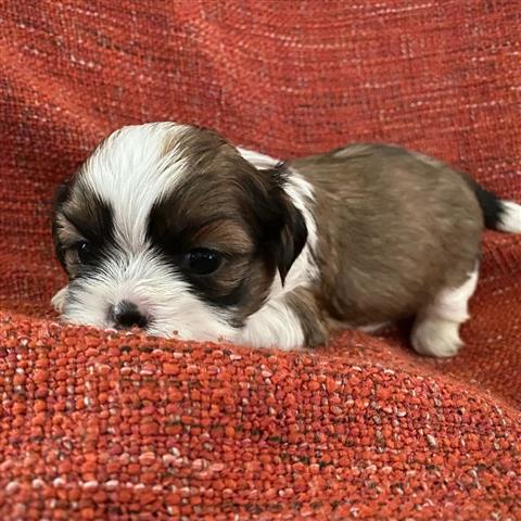 $350 : Shihtzu image 3