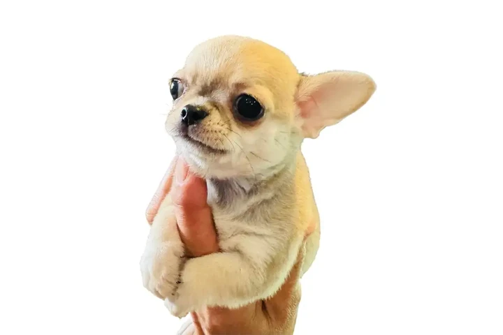 $2400 : Chihuahua puppies SH and LH image 1