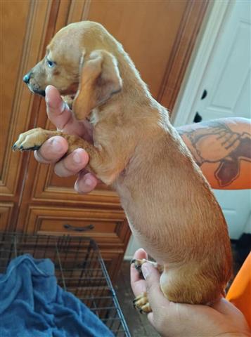 $150 : dachshund Mix with chihuahua image 2