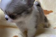 $400 : Teacup chihuahua for adoption thumbnail