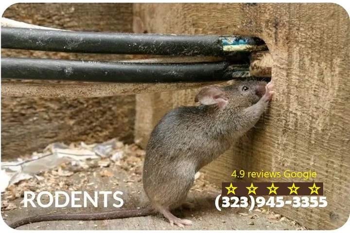 24/7 Rodent's Control-Repairs. image 7