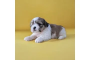$350 : Shih Tzu taza de té thumbnail