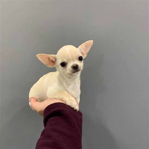 $250 : Chihuahua puppies for sale image 1