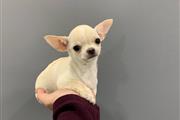 Chihuahua puppies for sale