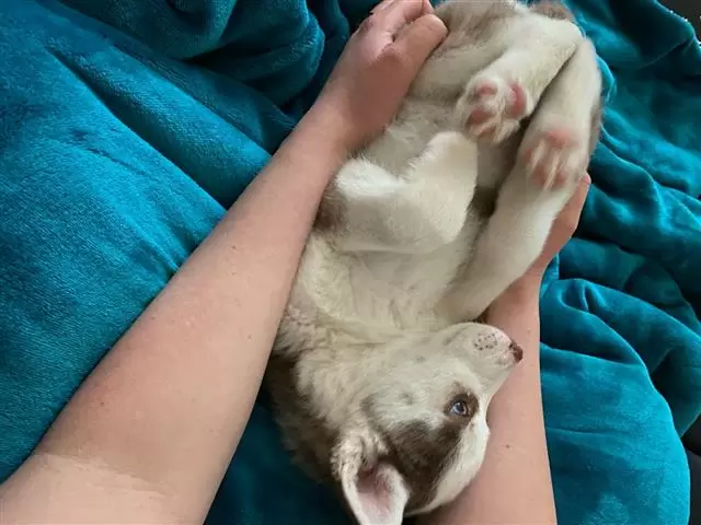 $450 : Buy huskies puppies image 1
