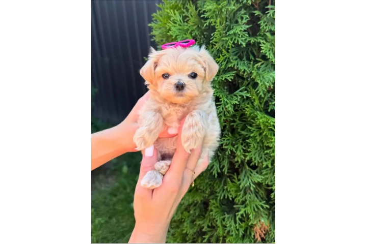 $350 : Cachorros Maltipoo a la venta image 5