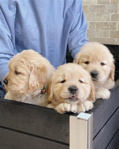 Cachorros Golden Retriever image 4