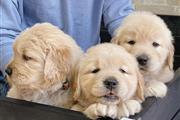 Cachorros Golden Retriever thumbnail