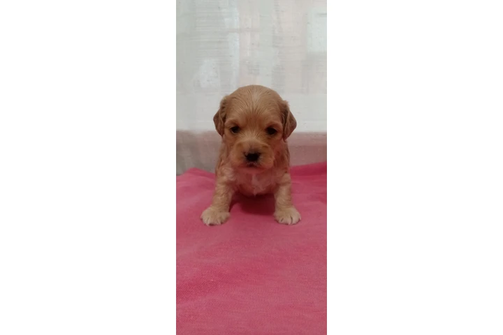 $700 : Cocker spaniels image 2