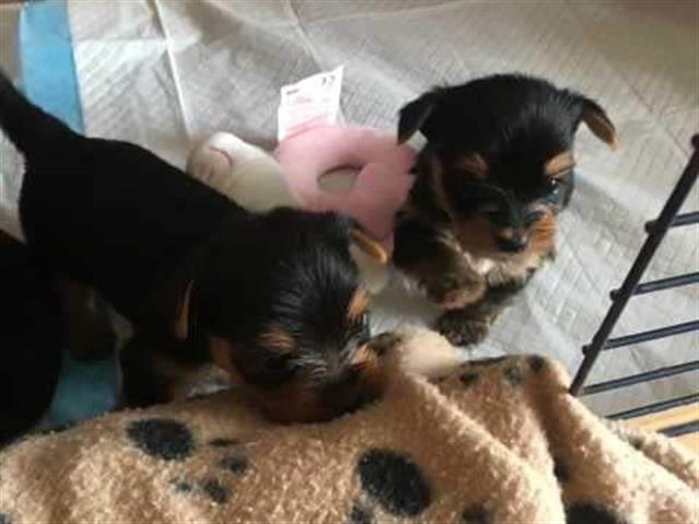 $600 : 2 lindos cachorros AKC Yorkie image 1