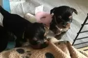 2 lindos cachorros AKC Yorkie en Tempe