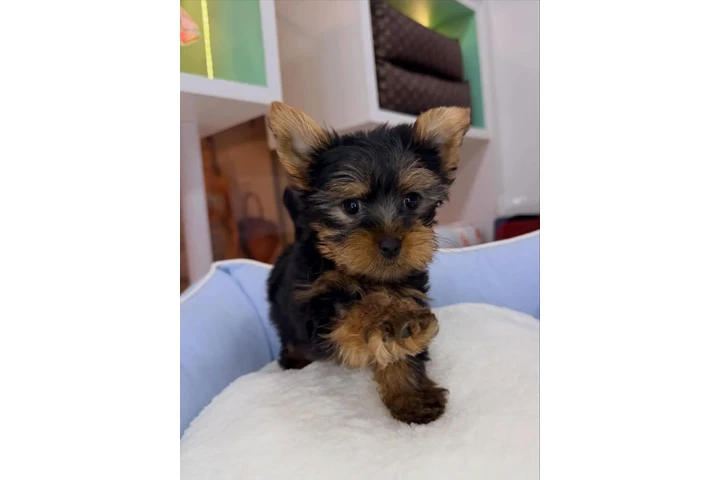 $350 : Yorkie image 2