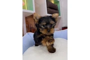 $350 : Yorkie thumbnail