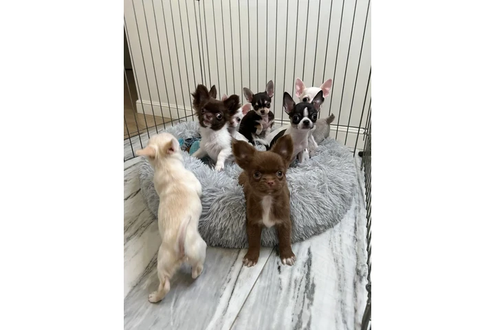 $300 : Teacup Chihuahua puppies image 5