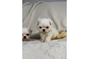 $350 : Cachorros malteses taza de té thumbnail
