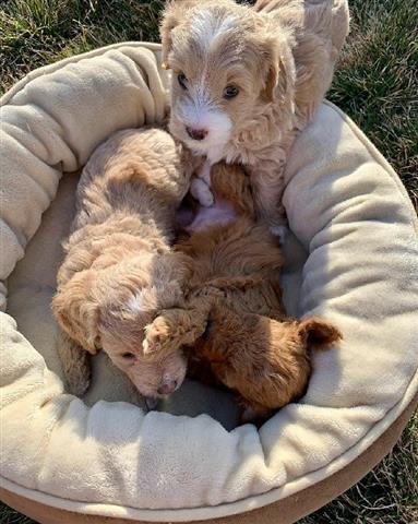 $800 : registrado Goldendoodle image 1