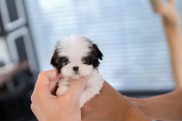 $350 : Shih Tzu taza de té image 4