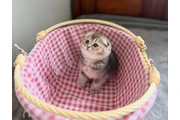 $250 : Scottish Fold  Disponible thumbnail