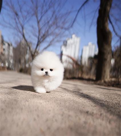 $300 : Teacup Pomeranian puppies image 6