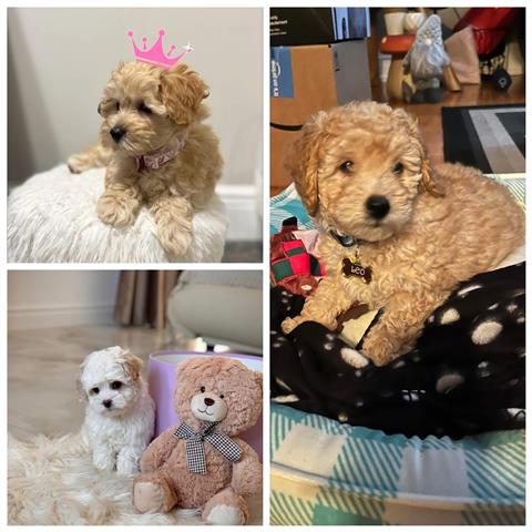 $550 : Maltipoo puppies image 2