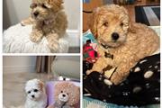 $550 : Maltipoo puppies thumbnail