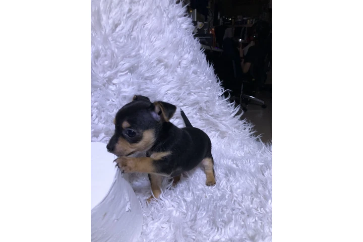 $350 : Perros Chihuahuas image 7