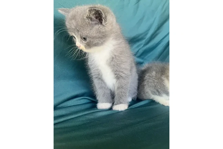 $175 : Gatitos persa mix image 2