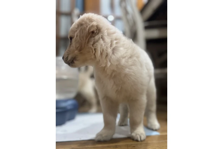 $1000 : Golden puppies image 6