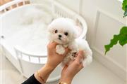 $250 : Teacup Poodle and Yorkie thumbnail