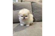 $350 : Pomerania macho y hembra thumbnail