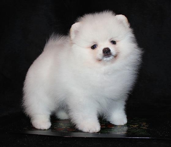 $350 : Romeo Pomeranian puppies image 1