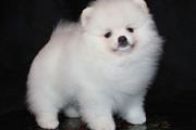 $350 : Romeo Pomeranian puppies thumbnail