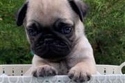 pug en Austin