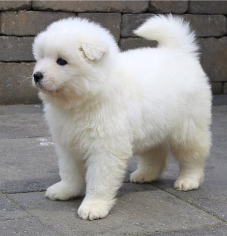 $570 : Samoyed puppies ready for sale image 2