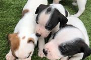 Jack Russell Terriers en Atlanta