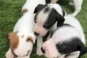 Jack Russell Terriers