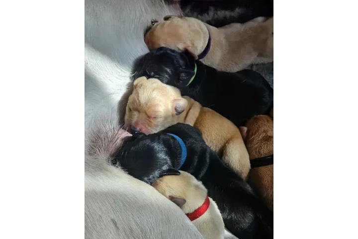 $250 : Cachorros Labrador Retriever image 2