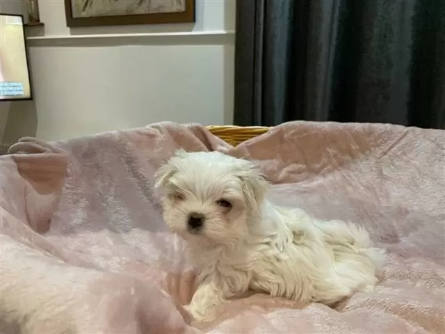 $400 : Maltese puppies image 1