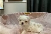 Maltese puppies en Washington DC