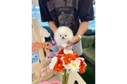 Pomeranian puppies for sale en Miami