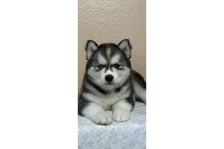 $400 : Siberian Husky image 1