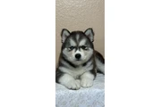 Siberian Husky en Los Angeles