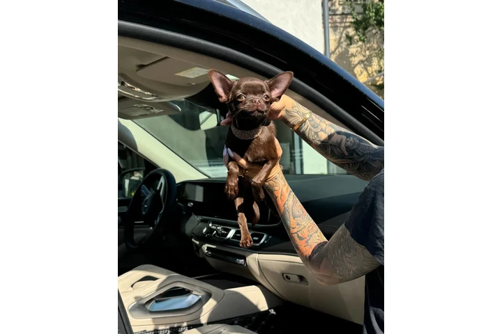 $250 : Teacup Chihuahua puppies image 4